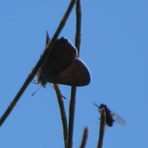 Acrodipsas aurata at Ainslie, ACT - 2 Dec 2021