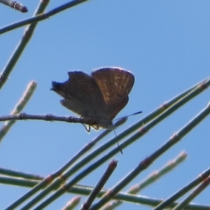 Acrodipsas aurata at Ainslie, ACT - 2 Dec 2021