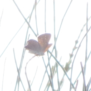 Acrodipsas aurata at Ainslie, ACT - 2 Dec 2021