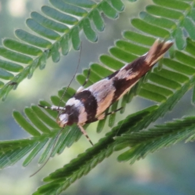 Macrobathra desmotoma ( A Cosmet moth) at Mount Ainslie - 3 Dec 2021 by Christine