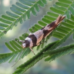 Macrobathra desmotoma ( A Cosmet moth) at Mount Ainslie - 3 Dec 2021 by Christine