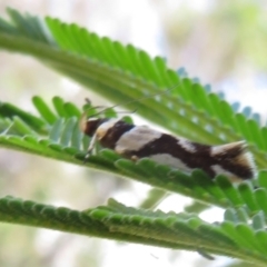 Macrobathra desmotoma at Ainslie, ACT - 3 Dec 2021 01:21 PM