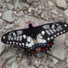 Papilio anactus (Dainty Swallowtail) at Ainslie, ACT - 3 Dec 2021 by Christine