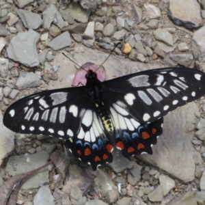 Papilio anactus at Ainslie, ACT - 3 Dec 2021