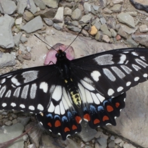 Papilio anactus at Ainslie, ACT - 3 Dec 2021 01:38 PM