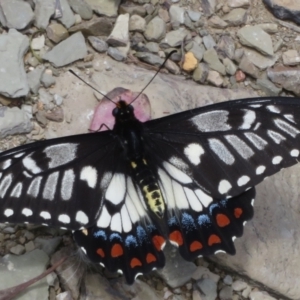 Papilio anactus at Ainslie, ACT - 3 Dec 2021