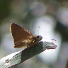 Hesperilla idothea (Flame Sedge-skipper) at Molonglo Valley, ACT - 3 Dec 2021 by Christine