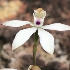 Caladenia moschata (Musky Caps) at Rendezvous Creek, ACT - 5 Dec 2021 by BrianH