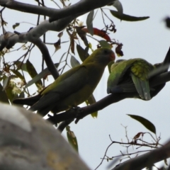 Polytelis swainsonii (Superb Parrot) at Red Hill, ACT - 7 Dec 2021 by LisaH