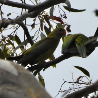 Polytelis swainsonii (Superb Parrot) at Red Hill, ACT - 7 Dec 2021 by LisaH