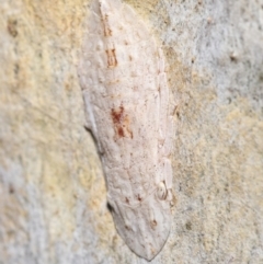 Ledromorpha planirostris at Acton, ACT - 5 Dec 2021