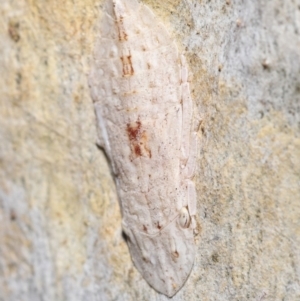 Ledromorpha planirostris at Acton, ACT - 5 Dec 2021