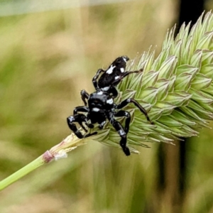 Sandalodes scopifer at Stromlo, ACT - 7 Dec 2021