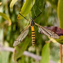 Ischnotoma (Ischnotoma) rubriventris (A crane fly) at Lions Youth Haven - Westwood Farm A.C.T. - 6 Dec 2021 by HelenCross