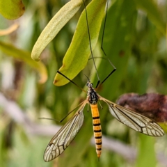 Ischnotoma (Ischnotoma) rubriventris at Stromlo, ACT - 7 Dec 2021