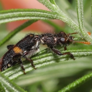 Eleale pulchra at Acton, ACT - 5 Dec 2021