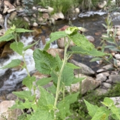 Gynatrix pulchella (Hemp Bush) at Namadgi National Park - 6 Dec 2021 by JaneR