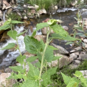 Gynatrix pulchella at Rendezvous Creek, ACT - 6 Dec 2021