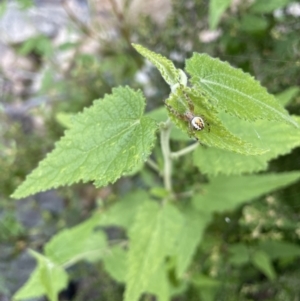 Gynatrix pulchella at Rendezvous Creek, ACT - 6 Dec 2021