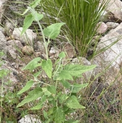 Gynatrix pulchella at Rendezvous Creek, ACT - 6 Dec 2021