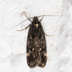 Barea codrella (A concealer moth) at Melba, ACT - 1 Oct 2021 by kasiaaus