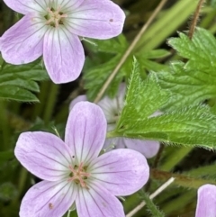 Geranium antrorsum (Rosetted Cranesbill) at Namadgi National Park - 6 Dec 2021 by JaneR