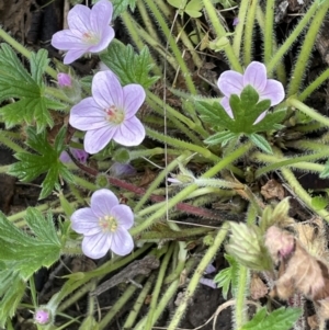 Geranium antrorsum at Booth, ACT - 6 Dec 2021