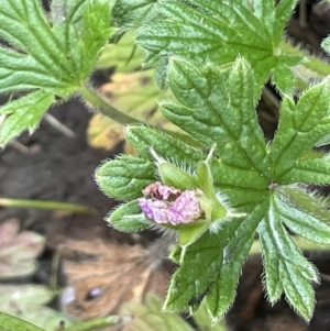 Geranium antrorsum at Booth, ACT - 6 Dec 2021