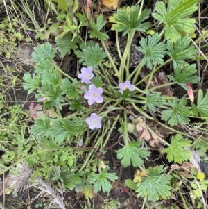 Geranium antrorsum at Booth, ACT - 6 Dec 2021