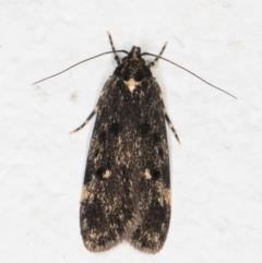 Barea codrella (A concealer moth) at Melba, ACT - 1 Oct 2021 by kasiaaus