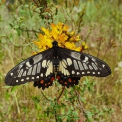 Papilio anactus (Dainty Swallowtail) at Pialligo, ACT - 6 Dec 2021 by Helberth