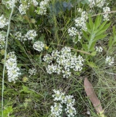 Pimelea linifolia (Slender Rice Flower) at Booth, ACT - 6 Dec 2021 by JaneR