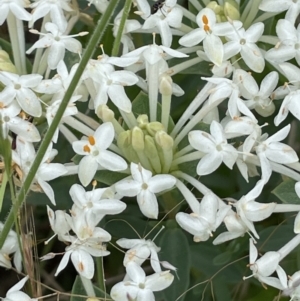 Pimelea linifolia at Booth, ACT - 6 Dec 2021 03:53 PM