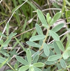 Pimelea linifolia at Booth, ACT - 6 Dec 2021