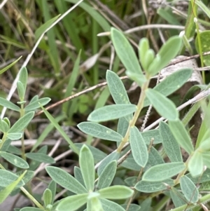 Pimelea linifolia at Booth, ACT - 6 Dec 2021 03:53 PM