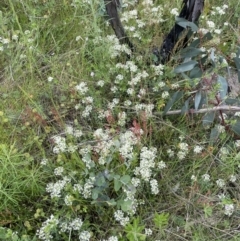 Pimelea linifolia at Booth, ACT - 6 Dec 2021 03:53 PM