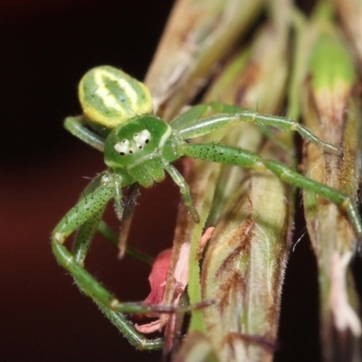 Thomisidae sp. (family) (Unidentified Crab spider or Flower spider) at Acton, ACT - 5 Dec 2021 by TimL