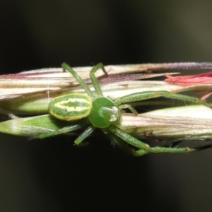 Thomisidae (family) at Acton, ACT - 5 Dec 2021