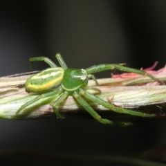 Thomisidae sp. (family) at Acton, ACT - 5 Dec 2021