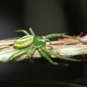 Thomisidae (family) at Acton, ACT - 5 Dec 2021 12:33 PM