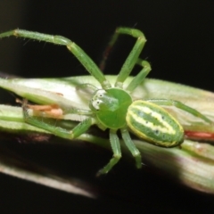 Thomisidae (family) at Acton, ACT - 5 Dec 2021 12:33 PM