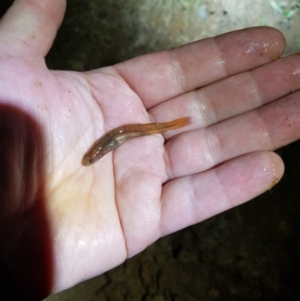 Galaxias olidus at Tinderry, NSW - 23 Oct 2021