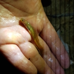 Galaxias olidus at Tinderry, NSW - 23 Oct 2021