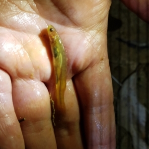 Galaxias olidus at Tinderry, NSW - suppressed