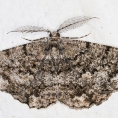 Unplaced externaria (Mahogany Bark Moth (formerly Hypomecis externaria)) at Melba, ACT - 1 Oct 2021 by kasiaaus