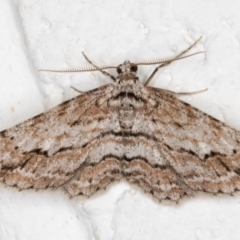 Didymoctenia exsuperata (Thick-lined Bark Moth) at Melba, ACT - 2 Oct 2021 by kasiaaus