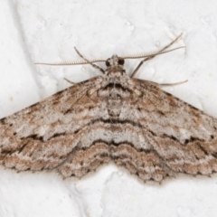 Didymoctenia exsuperata (Thick-lined Bark Moth) at Melba, ACT - 1 Oct 2021 by kasiaaus