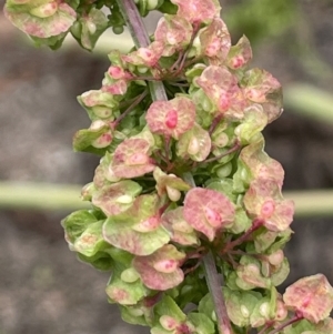 Rumex crispus at Booth, ACT - 6 Dec 2021 02:10 PM