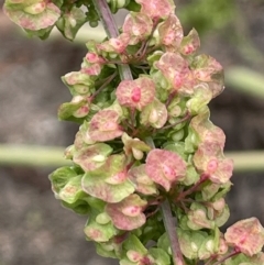 Rumex crispus (Curled Dock) at Booth, ACT - 6 Dec 2021 by JaneR