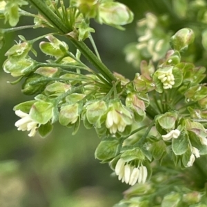 Rumex crispus at Booth, ACT - 6 Dec 2021